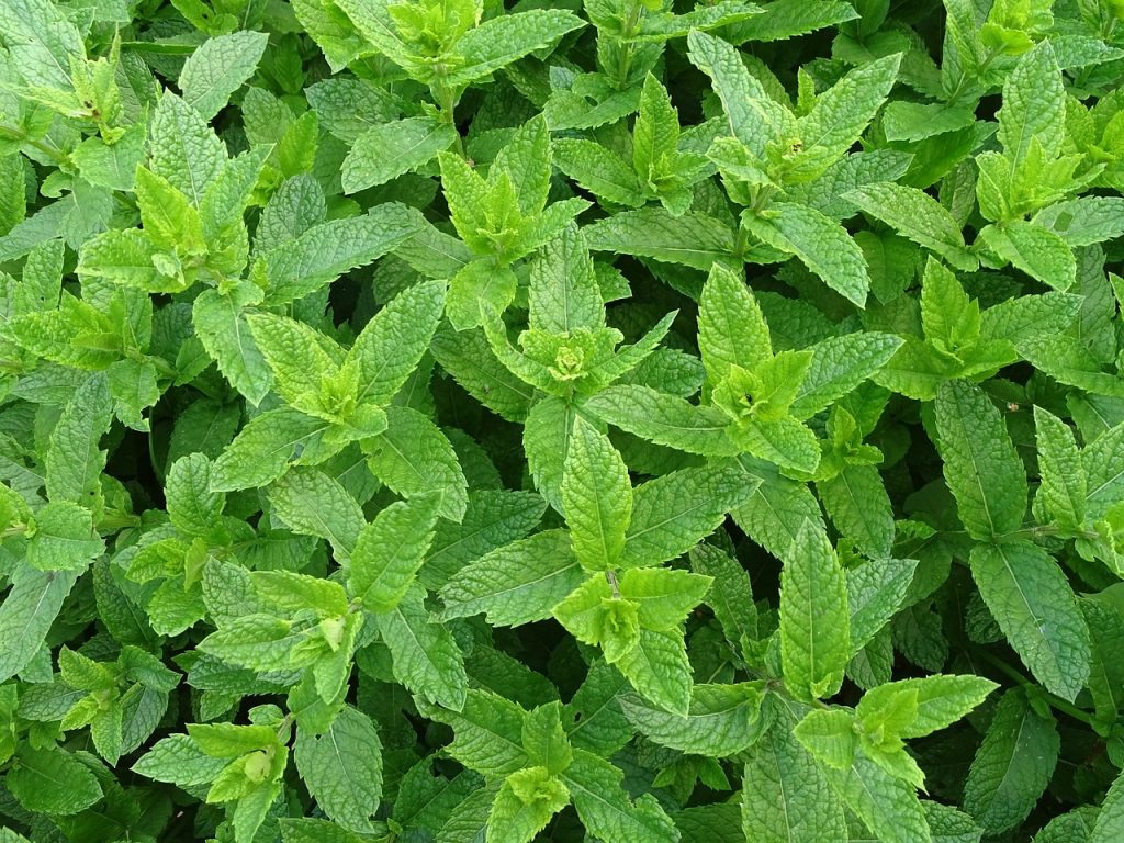 Daun mint