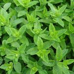 Daun mint