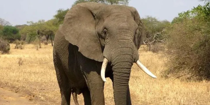 Upaya Tanggamus Mengatasi Konflik Gajah Liar, Satgas Datangkan Pawang dari Pesisir Barat